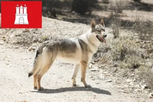 Read more about the article Criador de cães lobos checoslovacos e cachorros em Hamburgo