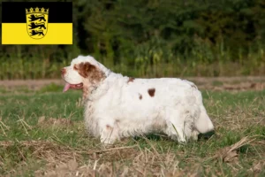 Read more about the article Criadores de Clumber Spaniel e cachorros em Baden-Württemberg