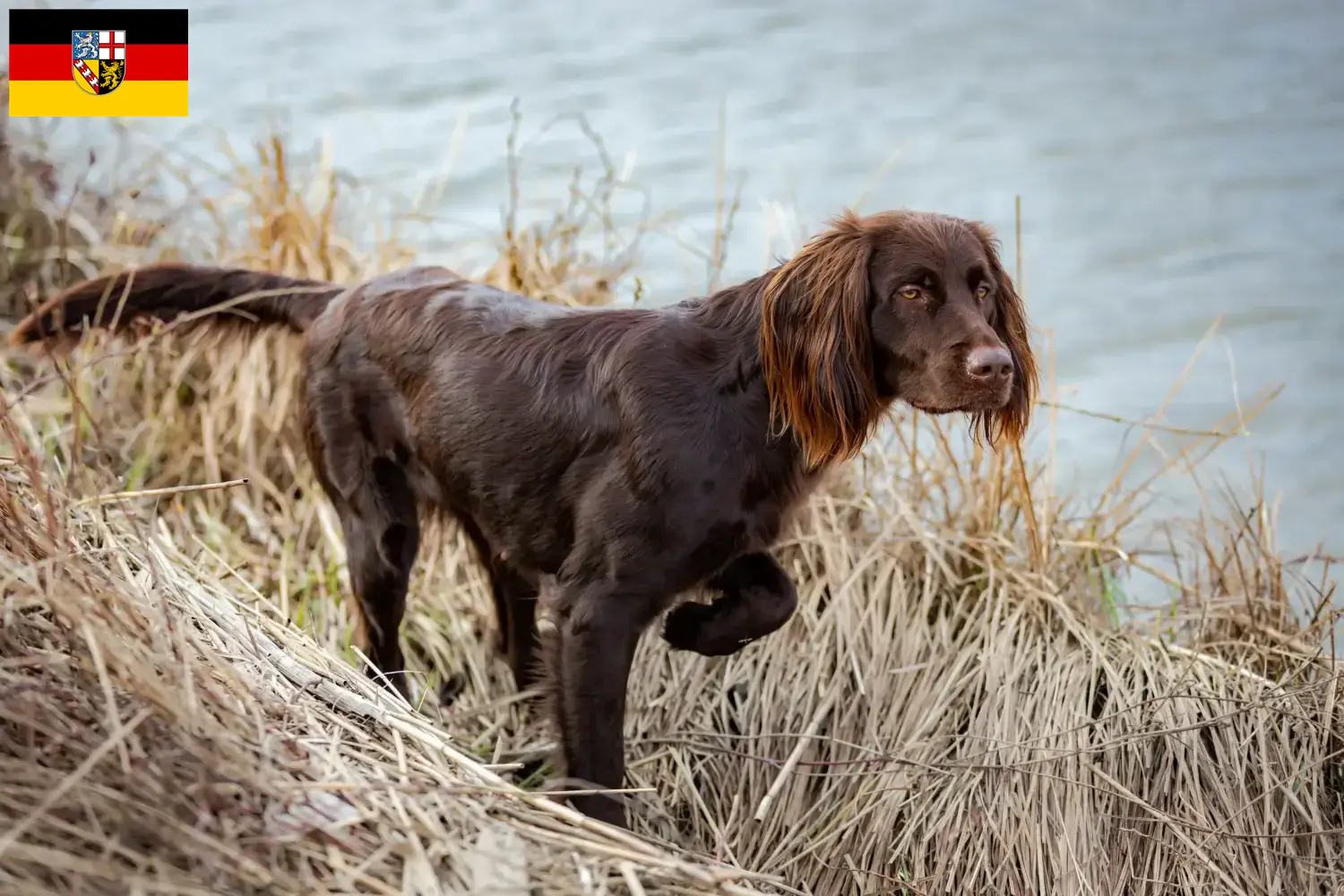 Read more about the article Criadores de pelo comprido alemão e cachorros em Sarre