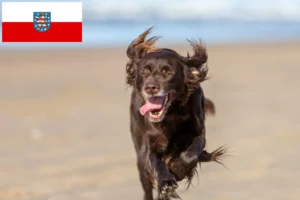 Read more about the article Criadores de pelo comprido alemão e cachorros na Turíngia