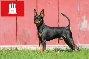 Read more about the article Criador de Pinscher miniatura e cachorros em Hamburgo