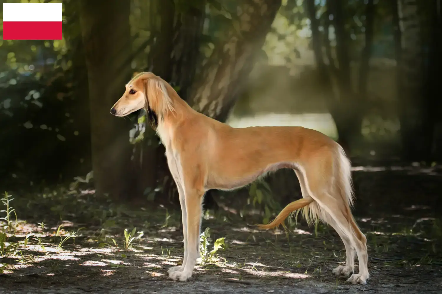 Read more about the article Criadores de saluki e cachorros na Polónia