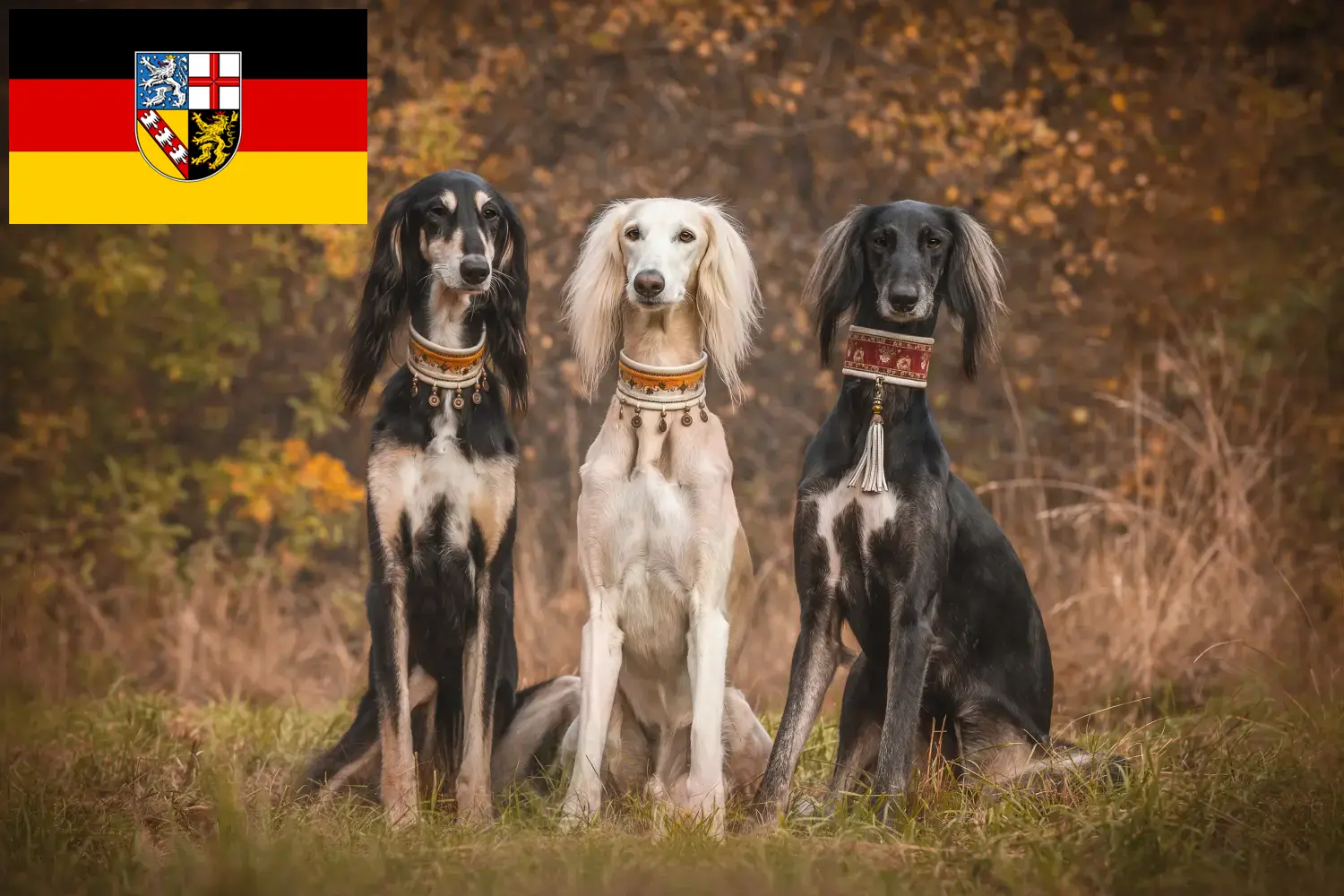 Read more about the article Criadores de saluki e cachorros em Saarland