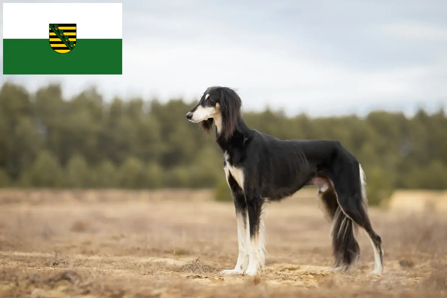 Read more about the article Criadores de saluki e cachorros em Saxónia