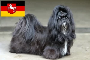 Read more about the article Criadores de Shih Tzu e cachorros na Baixa Saxónia