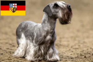 Read more about the article Criador de Terrier checo e cachorros em Saarland