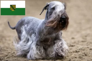 Read more about the article Criador de Terrier Checo e cachorros em Saxónia