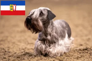 Read more about the article Criadores de Terrier checo e cachorros em Schleswig-Holstein