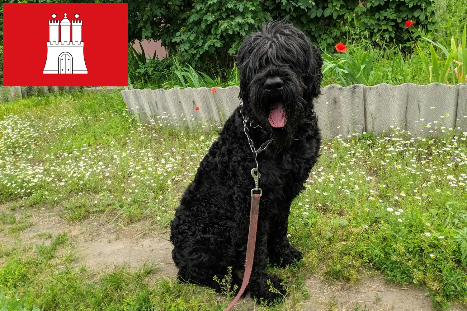 Read more about the article Criador de Russian Black Terrier e cachorros em Hamburgo