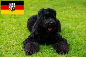 Read more about the article Criador de Russian Black Terrier e cachorros em Saarland