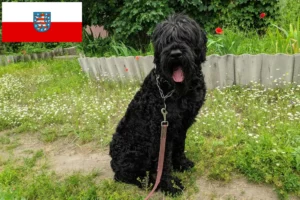 Read more about the article Criador de Russian Black Terrier e cachorros em Thuringia