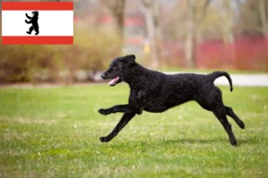 Read more about the article Criadores de Curly Coated Retriever e cachorros em Berlim