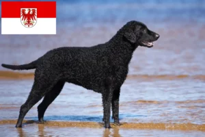 Read more about the article Criadores de Curly Coated Retriever e cachorros em Brandenburg