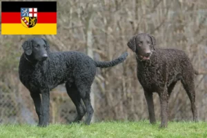 Read more about the article Criadores de Curly Coated Retriever e cachorros em Saarland