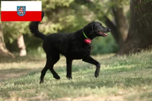 Read more about the article Criadores de Curly Coated Retriever e cachorros em Thuringia