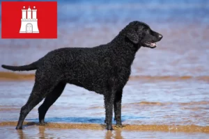 Read more about the article Criadores de Curly Coated Retriever e cachorros em Hamburgo