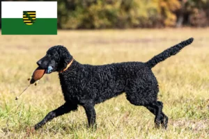 Read more about the article Criadores de Curly Coated Retriever e cachorros em Saxónia