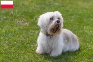 Read more about the article Criadores de Dandie Dinmont Terrier e cachorros na Polónia