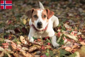 Read more about the article Criadores de cães de quinta dinamarqueses-suecos e cachorros na Noruega