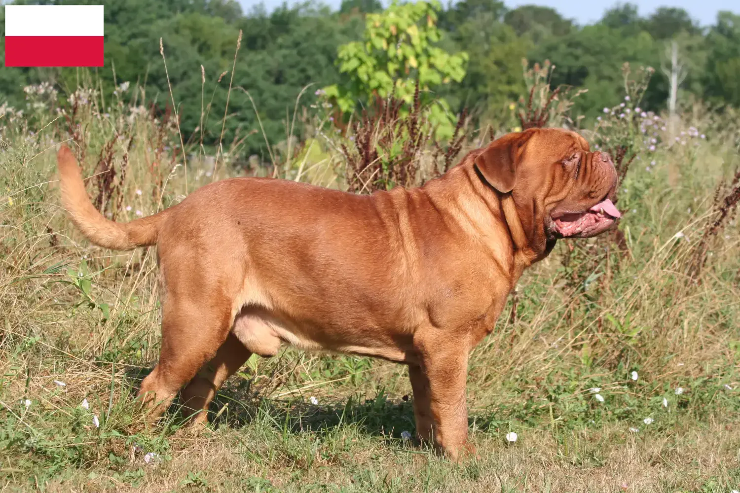 Read more about the article Criadores de Dogue de Bordeaux e cachorros na Polónia