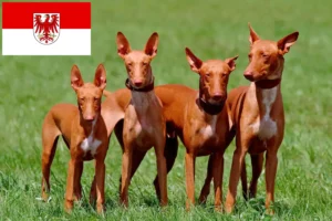 Read more about the article Faraó criadores de cães e cachorros em Brandenburgo