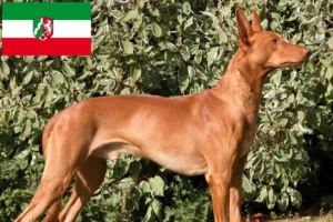 Read more about the article Faraó criadores de cães e cachorros na Renânia do Norte-Vestefália