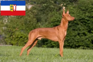 Read more about the article Faraó criadores de cães e cachorros em Schleswig-Holstein