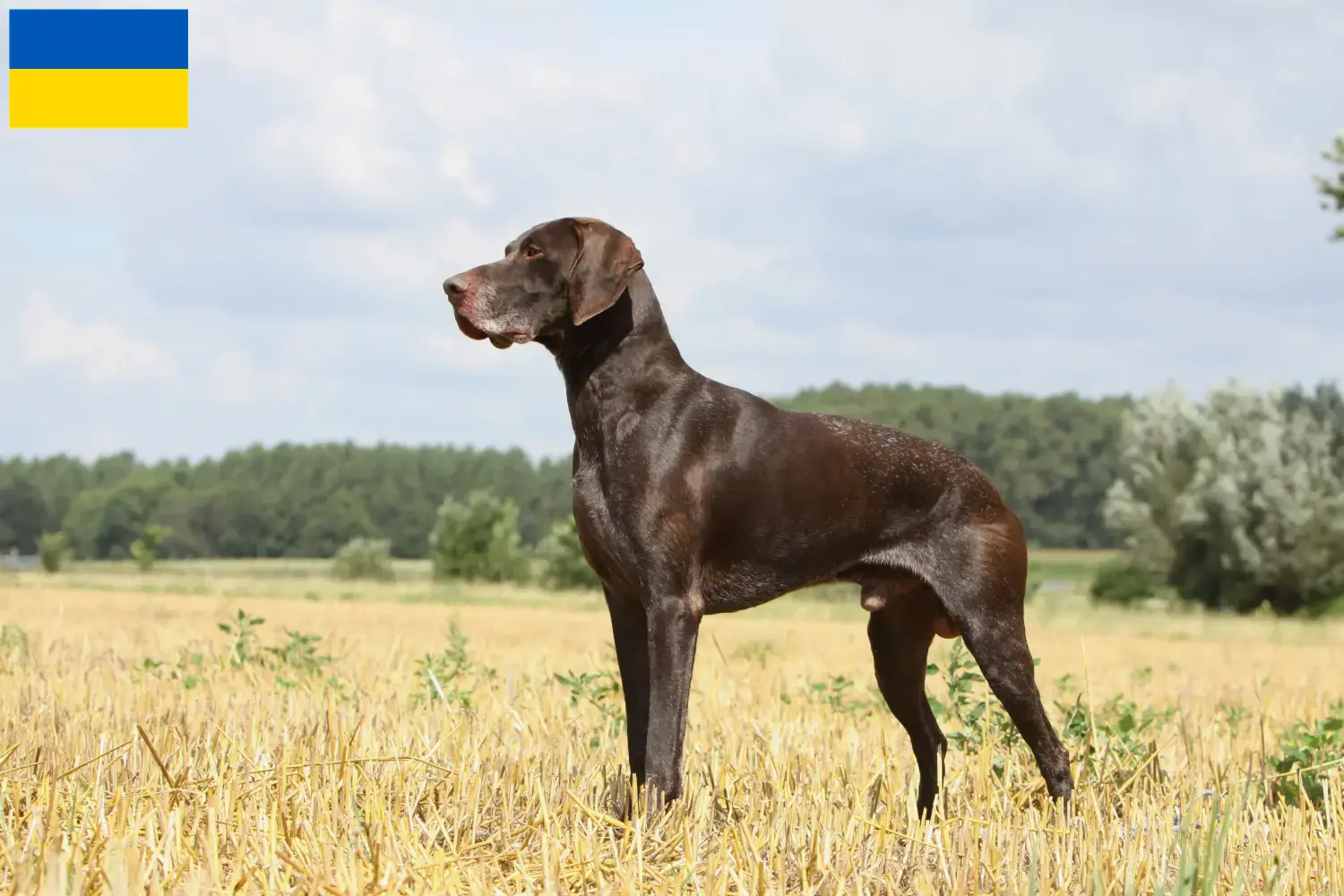 Read more about the article Criadores de pelo curto alemão e cachorros na Ucrânia