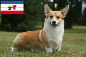 Read more about the article Criadores de Welsh Corgi e cachorros em Mecklenburg-Vorpommern