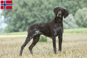 Read more about the article Criadores de pelo curto alemão e cachorros na Noruega