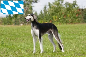 Read more about the article Criadores de saluki e cachorros na Baviera