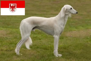 Read more about the article Criadores de saluki e cachorros em Brandenburg