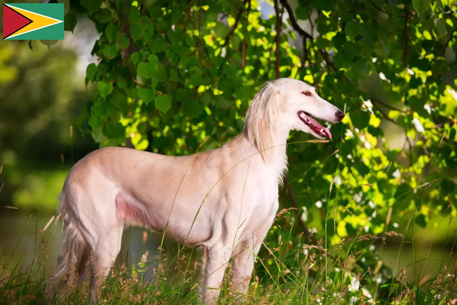 Read more about the article Criadores de saluki e cachorros na Guiana