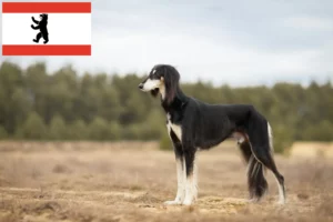 Read more about the article Criadores de saluki e cachorros em Berlim