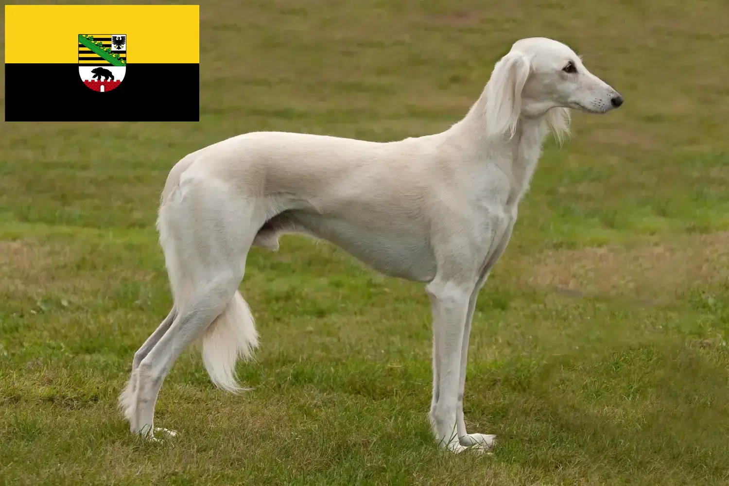 Read more about the article Criadores de saluki e cachorros em Saxónia-Anhalt