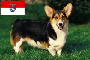 Read more about the article Criadores de Welsh Corgi e cachorros em Hessen