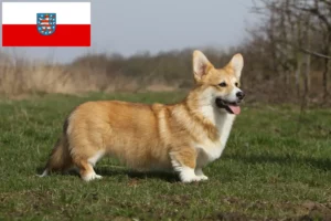 Read more about the article Criadores de Welsh Corgi e cachorros em Thuringia