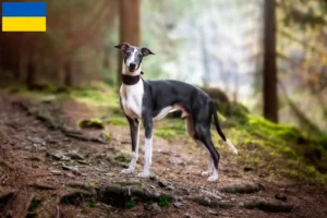 Read more about the article Criadores de Whippet e cachorros na Ucrânia