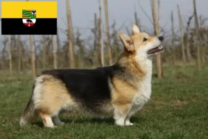 Read more about the article Criadores de Welsh Corgi e cachorros em Saxónia-Anhalt