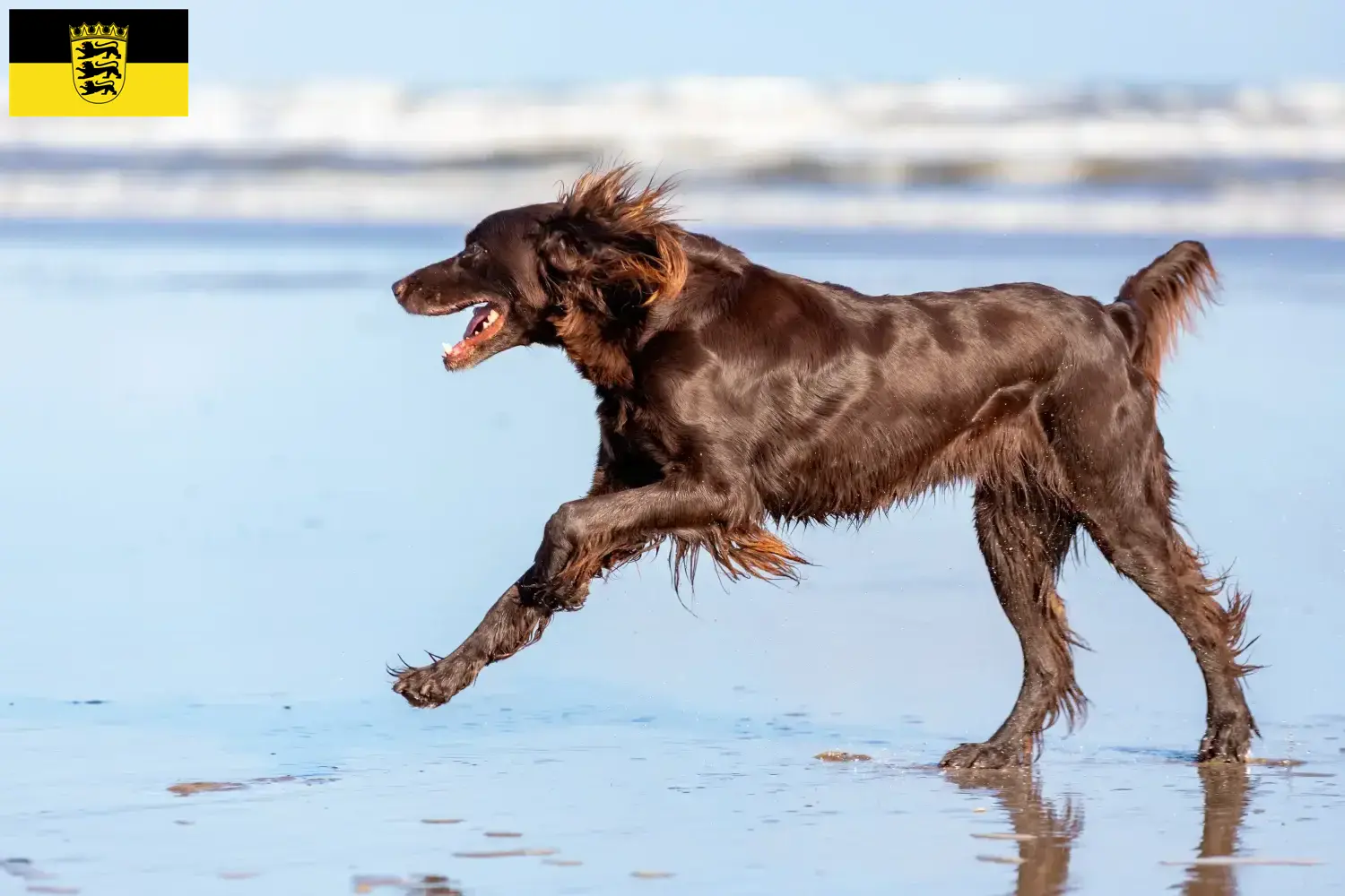 Read more about the article Criadores de pelo comprido alemão e cachorros em Baden-Württemberg