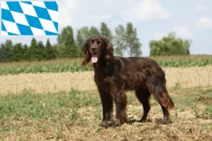 Read more about the article Criadores de pelo comprido alemão e cachorros na Baviera