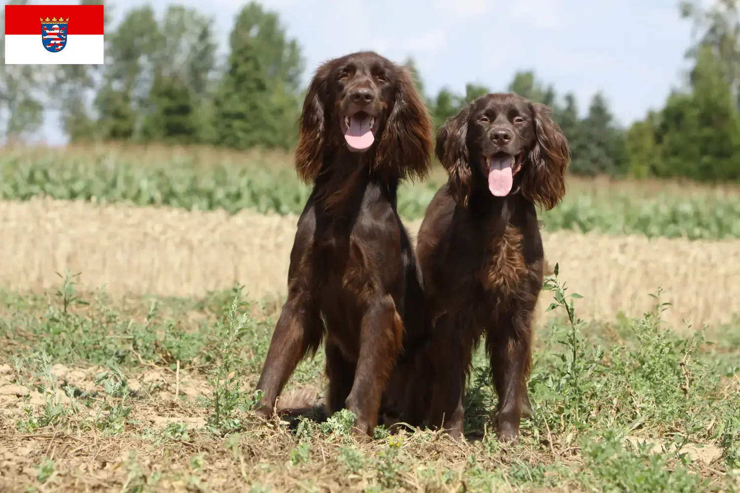 Read more about the article Criadores de pelo comprido alemão e cachorros em Hessen