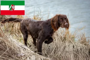 Read more about the article Criadores de pelo comprido alemão e cachorros na Renânia do Norte-Vestefália