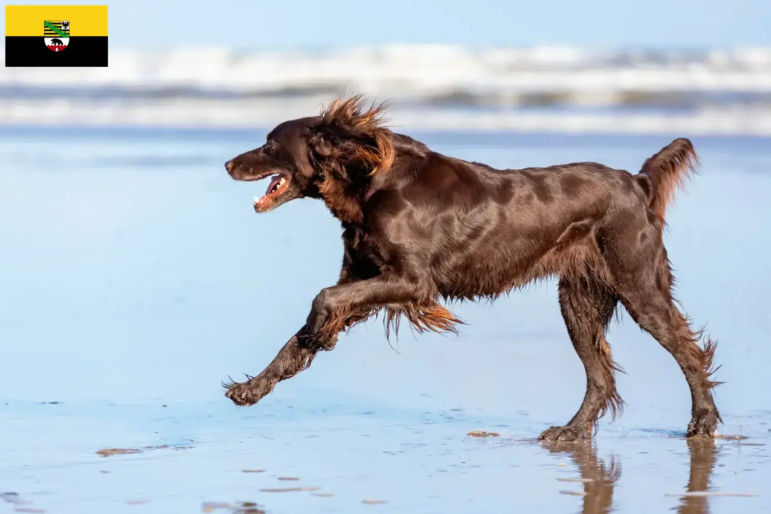 Read more about the article Criadores de pelo comprido alemão e cachorros em Saxónia-Anhalt