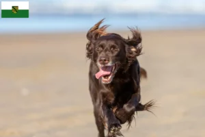 Read more about the article Criadores de pelo comprido alemão e cachorros na Saxónia