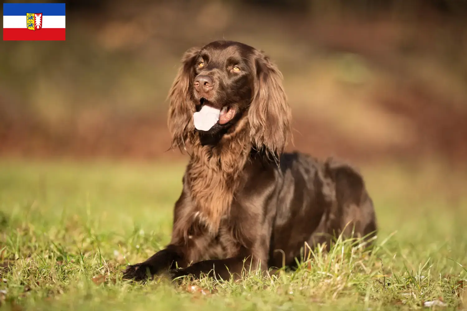 Read more about the article Criadores de pelo comprido alemão e cachorros em Schleswig-Holstein