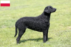 Read more about the article Criadores de Curly Coated Retriever e cachorros na Polónia