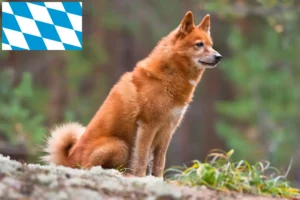 Read more about the article Criadores de Finnenspitz e cachorros na Baviera