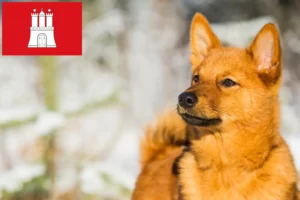 Read more about the article Finnenspitz criadores e cachorros em Hamburgo