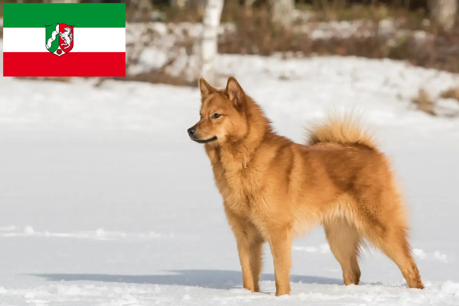 Read more about the article Criadores de Finnenspitz e cachorros na Renânia do Norte-Vestefália